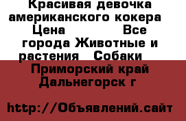 Красивая девочка американского кокера › Цена ­ 35 000 - Все города Животные и растения » Собаки   . Приморский край,Дальнегорск г.